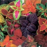 Coleus Seeds Special Rainbow Mix 100+ Mixture of Dark Purple, Red, Green, Scarlet, Lime, and Many More