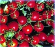 Bonsai Dwarf Red Cherry Tomato 35 Seeds - Hybrid