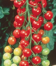 Supersweet 100 Hybrid Tomato 200 Seeds By Jays Seeds