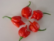 Seeds and Things Trinidad Scorpion Hot Pepper 10 seeds HOTTER than the Bhut Jolokia by Seeds and Things Plus 10 Free Hot Paper Lantern Pepper Seeds