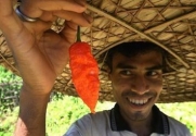 20+ Bhut Jolokia / Naga Morich Seeds These are true Bhut seeds!!! sold only with the Seeds and Things Labeled package Beware of less expensive seeds.
