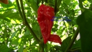 Devil's Tongue Red Variety Hot Pepper 10+ Seeds Rare