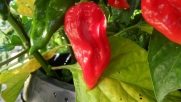 Fatalii Red Hot Pepper 10+ Seeds-Rare!