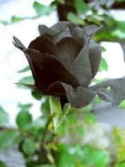 Black Rose Flower Rare ! 5 Seeds!