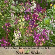 3,000 Flower Seeds, Snapdragon Royal Mixture (Linaria maroccana) Seeds By Seed Needs