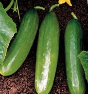 Cucumber Diva Hybrid Great Vegetable 25 Seeds