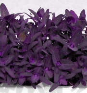 Purple Passion Spinach 100 Seeds - Old but NEW! -Veggie - Hirt's Gardens