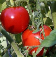 Early Girl Hybrid Tomato 45 Seeds- Blemish Free Skin!