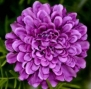 Saavyseeds Royal Lavender Marigold Seeds - 30+ Count