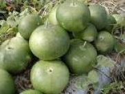 *THICK*GIANT AFRICAN BUSHEL GOURD* 7 SEEDS*rare*KIDS#1180*