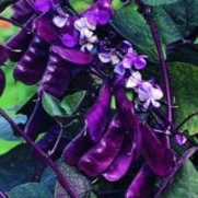 Outsidepride Hyacinth Bean Red Leaved - 100 Seeds