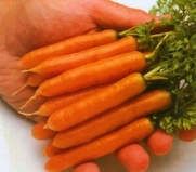 Carrot Little Finger Great Heirloom Vegetable 2,000 Seeds