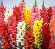 5,000 Giant Tetra Mix Snapdragon Seeds/ Free Shipping