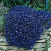 50+ Aubrieta Rock Cress Bright Blue Perennial Flower Seeds / Ground Cover