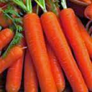 Carrot, Scarlet Nantes, Heirloom, Organic 100 Seeds, Tasty Carrot for Snacks