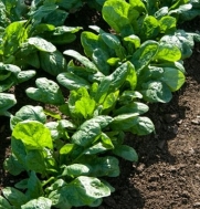 Spinach Racoon 300 Seeds by David's Garden Seeds