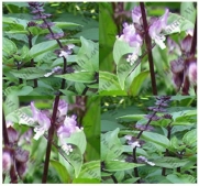 THAI THAILAND SPICY BASIL Basil seeds - Purple Stems And Flowers - Fine Leaves - ONLY 75 Days (01000 Seeds - Pkt)