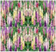 LUPINE RUSSELL MIX Flower Seeds YEARLY mixture of pink, red, blue and yellow - Perennial for Yearly Enjoyment (04400 Seeds - 4 oz)