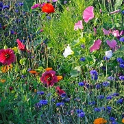 Earthcare Seeds Wildflowers for Shade 10,000 Seeds