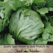 400 Seeds, Lettuce Iceberg (Lactuca sativa) Seeds By Seed Needs
