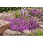 0.1g (Approx. 700) Creeping Thyme Seeds Bot.: Thymus Serpyllum One of the Best Low Growing Ground Covers, Walk on Me Thyme