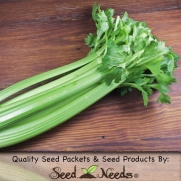 200 Seeds, Celery Utah 52-70 (Apium graveolens) Seeds By Seed Needs