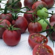 Black Cherry Tomato 25 Seeds - Sweet & Juicy