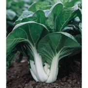 Bok Choy Pak Choi Chinese Cabbage 299 + Seeds