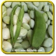 'White Dixie Butter Pea' - Lima Bean Seeds - Jumbo Seed Packet (120)