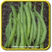 'Tendergreen Improved' - Green Bean Seeds - Jumbo Seed Packet (160)