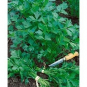 Italian flat leaf Parsley Seeds - Petroselinum Crispum - 0.5 Grams - Approx 250 Gardening Seeds - Vegetable Garden Seed