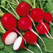 Organic Cherry Belle Radish 300 Seeds (23 days) ASA AWARD WINNER Fresh Pack Easy to Grow