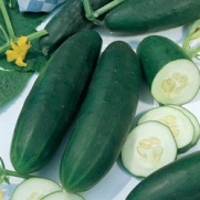 100+Seeds Straight Eight Cucumber an All-American Winner in 1937 The Best Tasting Cucumber Ever NOW BACK IN STOCK