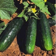 Cucumber Spacemaster Bush 30 Seeds, The ultimate cucumber for the vegetable gardener with limited space
