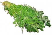 Fresh Moringa oleifera Leaves - 10 branches of Fresh Green Moringa Leaves/Stems (8-12 in Length) Drumstick Tree, Horseradish Tree - Free 2-3 Day USPS Shipping Included!