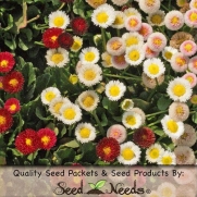 1,000 Flower Seeds, Daisy English Mixture (Bellis perennis) Seeds By Seed Needs