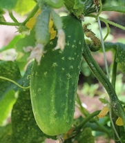 Calypso F1 Hybrid Pickling Cucumber by Stonysoil Seed Company