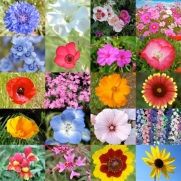 3,000 Seeds, Wildflower Mixture All Annual (20 Species) Seeds By Seed Needs