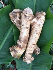 1 Lb. Horseradish Root. Great for Fall Planting! Make Tasty Sauces and Enjoy All Its Health Benefits! Sold By Weight, so You May Receive One Large Root, or Several Small Ones, Depending on Harvest.
