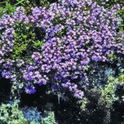 Outsidepride Creeping Thyme Mother - 5000 Seeds