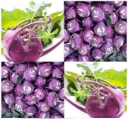 100 EARLY PURPLE VIENNA ~ ORGANIC ~ Kohlrabi seeds Later and larger than White Vienna