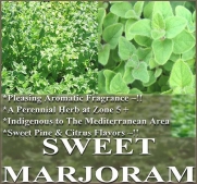 1/4 oz (32,000+) SWEET MARJORAM Seeds -FRAGRANT EXOTIC Sweet Pine & Citrus Flavor AROMATIC