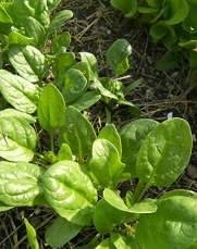 50 Baby Leaf Spinach Seeds