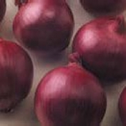 Onion F-1 RED Zepplin Hybrid Great Vegetable 50 Seeds