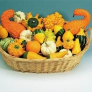 Gourd - Ornamental Mixed - 40 Seeds