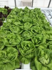 Hydroponic Buttercrunch Lettuce Seeds - REX - Pelleted - Certified Non-GMO NFT DWC (100 seeds)