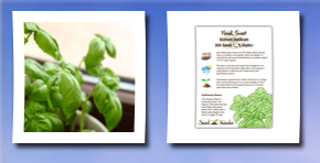 Seed Needs: Herbs 200 seeds, sweet basil (ocimum basilicum) seeds by