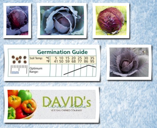 David's Garden Seeds cabbage red express 400 organic seeds by 
