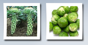 Hinterland Trading brussels sprouts little baby cabbages ! vegetable garden seeds 100+ includes bonus pack of organic mammoth russian sunflower seeds