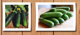 Seeds and Things cucumber spacemaster bush 30 seeds, the ultimate cucumber for the vegetable gardener with limited space